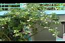 馬蹄花03.JPG