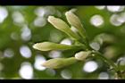 馬蹄花-花苞01.JPG