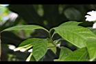馬蹄花-葉序00.JPG