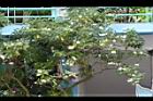 馬蹄花02.JPG