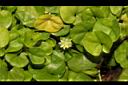 馬蹄金-花05.JPG
