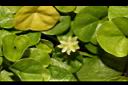 馬蹄金-花09.JPG
