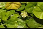 馬蹄金-花10.JPG