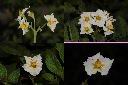 馬鈴薯-花.jpg