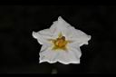 馬鈴薯-花20.JPG