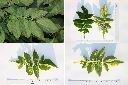 馬鈴薯-葉.jpg