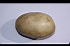 馬鈴薯-塊莖15.JPG