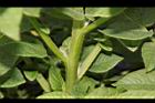 馬鈴薯-托葉06.JPG