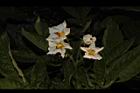 馬鈴薯-花01.JPG