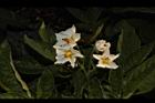 馬鈴薯-花02.JPG