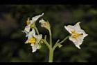 馬鈴薯-花04.JPG