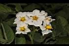 馬鈴薯-花11.JPG