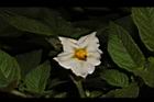 馬鈴薯-花14.JPG