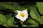 馬鈴薯-花15.JPG