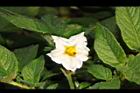 馬鈴薯-花16.JPG