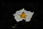 馬鈴薯-花17.JPG