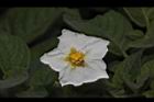 馬鈴薯-花22.JPG