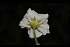 馬鈴薯-花萼03.JPG