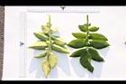 馬鈴薯-葉07.JPG
