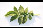 馬鈴薯-葉正01.JPG