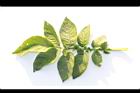 馬鈴薯-葉正03.JPG