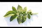 馬鈴薯-葉正05.JPG