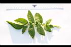 馬鈴薯-葉正11.JPG