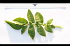 馬鈴薯-葉正12.JPG