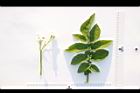 馬鈴薯-葉正17.JPG