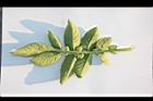 馬鈴薯-葉背00.JPG