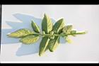 馬鈴薯-葉背02.JPG
