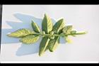 馬鈴薯-葉背03.JPG