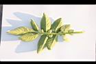 馬鈴薯-葉背04.JPG