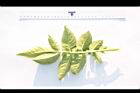 馬鈴薯-葉背08.JPG