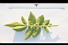 馬鈴薯-葉背10.JPG