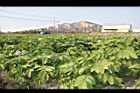 馬鈴薯09.JPG