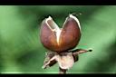 馬鞍藤-乾實00.JPG