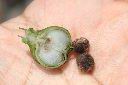 馬鞍藤-種仁04.JPG