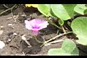 馬鞍藤-花01.JPG