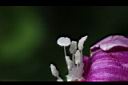 馬鞍藤-雌蕊02.JPG