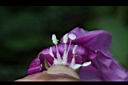 馬鞍藤-雌雄蕊02.JPG