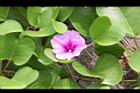 馬鞍藤-花00.JPG