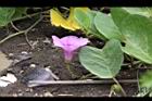 馬鞍藤-花02.JPG