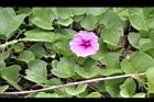 馬鞍藤-花03.JPG