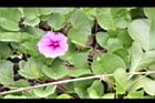 馬鞍藤-花04.JPG