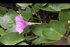 馬鞍藤-花05.JPG