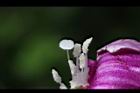 馬鞍藤-雌蕊00.JPG