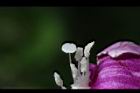 馬鞍藤-雌蕊01.JPG