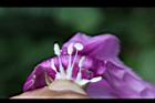 馬鞍藤-雌雄蕊00.JPG