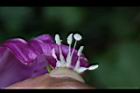 馬鞍藤-雌雄蕊01.JPG